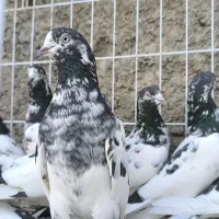 تیدی،کبوتر پاکستانی