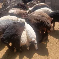 تعداد 20 عدد بره چاق جفتی 110کیلو