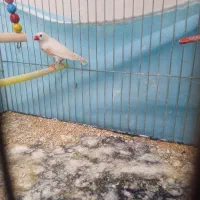 یک جفت فنج مولد با قفس همه ملزومات