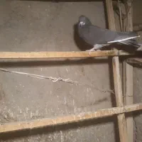 کبوترگرفتی ناسخت