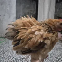 کوشین ،مرغ و خروس کوشین