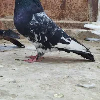 کبوتر|پرنده|سوسنگرد, |دیوار