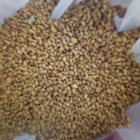 تخمه یونجه