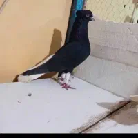 دم سفید