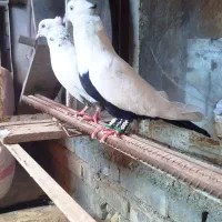 نر و ماده دمبی
