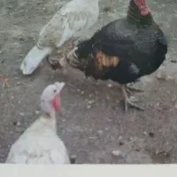 بوقلمون ماده و نر