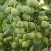 نهال های تجاری وممتاز