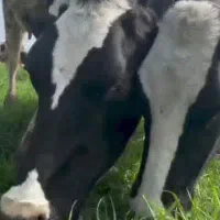 کارگر گاوداری