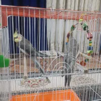 پرنده عروس هلندی