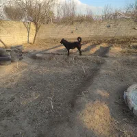 سگه ماده 17ماهه گله|سگ|خسروشاه, |دیوار