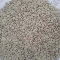 عدس درجه یک بذری ۱۰۰ کیلو