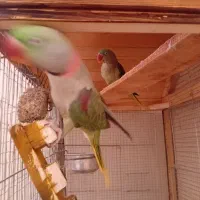 شاه طوطی|پرنده|شاهینشهر, مخابرات (شهید بهشتی)|دیوار