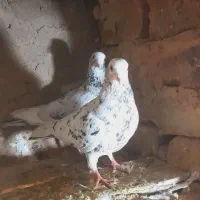 کفتر سار سینه سبز طوقی دم سفید