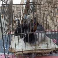 بچه خرگوش نروماده|موش و خرگوش|تربتحیدریه, پایانه مسافربری تربت حیدریه|دیوار