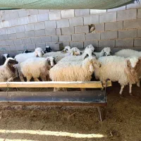 بره فروشی|حیوانات مزرعه|سرچهان, |دیوار