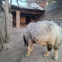 قوچ برای فروش