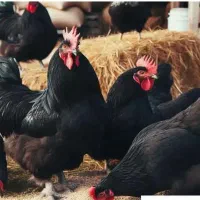خروس ومرغ یه دست سیاه جهت قربانی