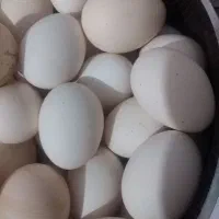 تخم مرغ محلی