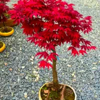 افرا سرخ ژاپنی|گل و گیاه طبیعی|تهران, محمودیه|دیوار