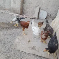جوجه محلی