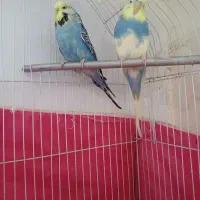 مرغ عشق انگلیسی گریدبالا|پرنده|گرمدره, |دیوار