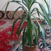 گل یوکا|گل و گیاه طبیعی|اسلامآباد غرب, |دیوار