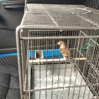 سهره نشوندار و سهره قناری دهن دار عربده کش