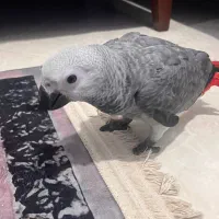 طوطی کاسکو دم قرمز|پرنده|بندرعباس, |دیوار