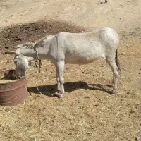 الاغ ماده و نر|حیوانات مزرعه|آبگرم, |دیوار