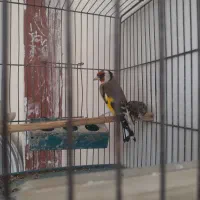 سهره بخوان|پرنده|فردیس, قریشی|دیوار