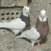 کبوتر توقی