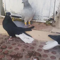 کبوتر دوم سفید