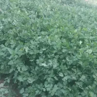 سبزی قرمه سبزی،آش‌،خوردنی