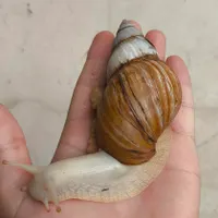 حلزون تخمگذار