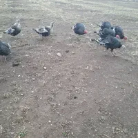 بوقلمون نر وماده طبیعی بفروش میرسد