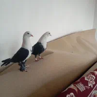 کفتر|پرنده|گلستان (تهران), |دیوار