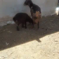 میش افشارو ترکی بره دار