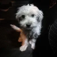 سگ شیتزو|سگ|شاهرود, |دیوار