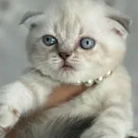 گربه بریتیش|گربه|سمنان, |دیوار