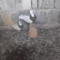 کفتر پرشی