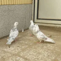 کفتر پرشی نژاد کاشونی