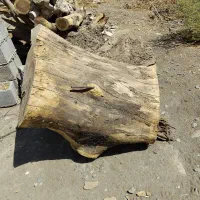 مقداری چوب درخت ابریشم یا شب خوس حدودا دوتن|مصالح و تجهیزات ساختمان|جیرفت, |دیوار