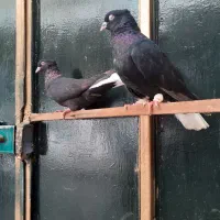 سیادمسفید چیشو چنگ سفید