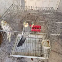 طوطی عروس هلندی|پرنده|محمدیه-قزوین, |دیوار