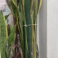 گل طبیعی سانسوریا