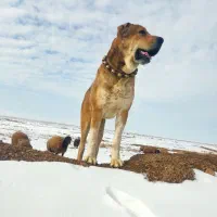 سگ گله ای سن ۴سالشه نیشای بالا شکسته|سگ|سبزوار, توحیدشهر|دیوار