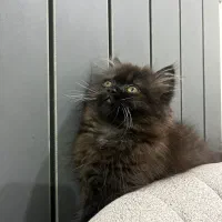 گربه میکس پرشین و اسکاتیش|گربه|رشت, جانبازان|دیوار