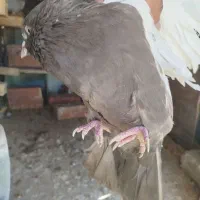 جفت سینه قهوای تخم جوجه ای ،|پرنده|کرمان, |دیوار