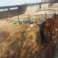 اسب چابک و جوان|اسب و تجهیزات اسب‌سواری|بندرعباس, |دیوار