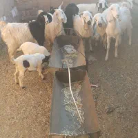 تعدادی بز شیری وزاییده و بره شیر به فروش می رسد|حیوانات مزرعه|سیرجان, |دیوار